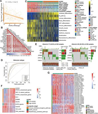 ACER2 forms a cold tumor microenvironment and predicts the molecular subtype in bladder cancer: Results from real-world cohorts